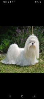 Maltańczyk para hodowlana z rodowodem ZKwP FCI  maltese - 5