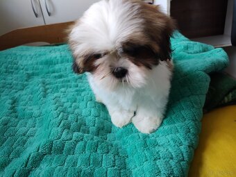 Suczka Shih-tzu - 5