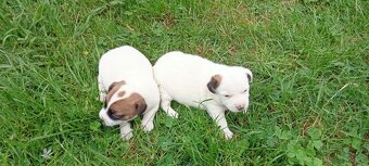 Jack Russell terrier - 5