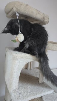 Maine coon - 5