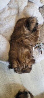 Suczka Shih Tzu - 5