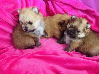 Pomeranian Miniaturowy - 5