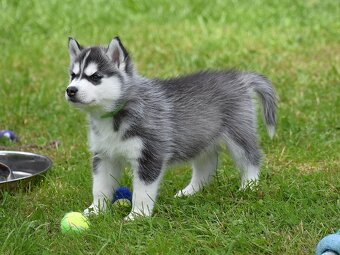 Siberian husky - CZ - 5