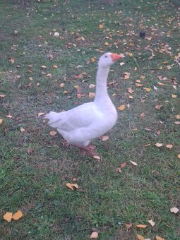 Gęsi - 5