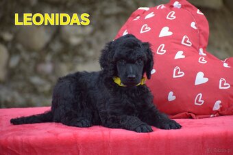 Poodle standard black - 5