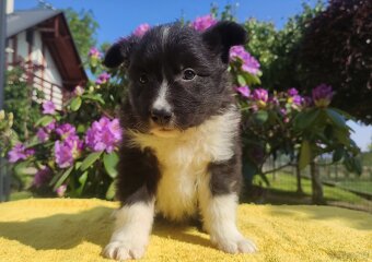 Pies Border Collie - Rasowy szczeniak z Hodowli, pełna dok. - 5