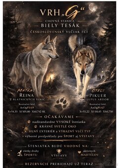 Czechosłowacki wilczak - 5