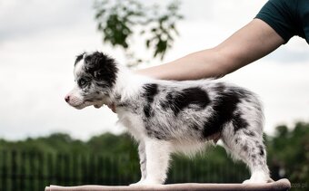 Border Collie szczenię piesek merle ZKwP FCI z metryki gotow - 5