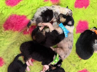 Owczarek Szkocki Długowłosy - 5