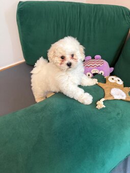 Bichon Frise, szczeniak. FCI - 5