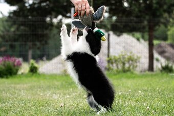 Border Collie szczenię piesek ZKwP FCI z metryki gotowy do o - 5