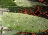 Opuncja figowa Opuntia ficus-indica figa indyjska - 5
