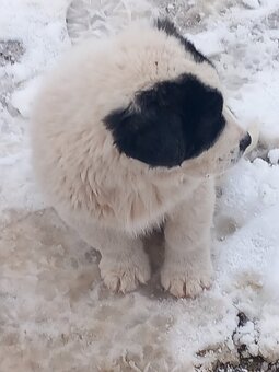 Owczarek środkowoazjatycki - 5