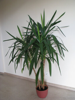 Juka – piękny, zdrowy, duży kwiat doniczkowy, 3-pienny, 1,6 - 5