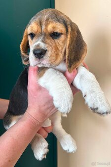 Beagle tricolor ZKwP - 5