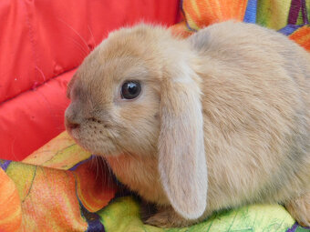 Niebieskie baranki mini lop - 5