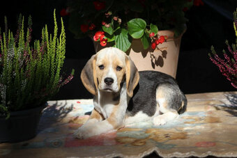 Beagle - szczeniaczki ZKwP po Championie PL. - 5