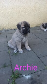 Szczenięta kangal - 5