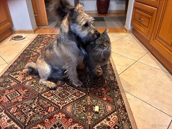 Oddam w dobre ręce-uroczy 6 miesięczny piesek - 5