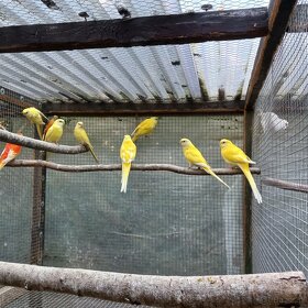 Papugi różne gatunki - 5