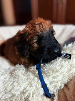 Briard szczeniak suczki - 5