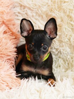 Rosyjski toy FCI - 5