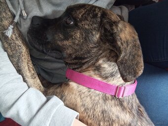 Suczka Cane Corso - 5