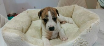 Whippet szczenieta - 5