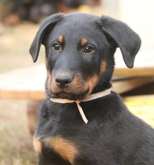 Beauceron z rodowodem FCI - 5
