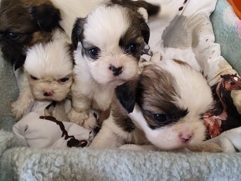 Śliczne szczeniaczki mieszanka Shih-tzu-pekinczyk - 5
