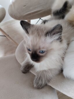 Kotki gotowe na zmianę domu - 5