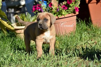 Cane Corso z rodowodem FCI - 5