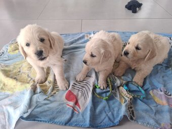Golden retriever - 5