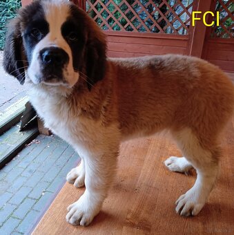 Bernardyn FCI szczeniak dziewczynka - 5