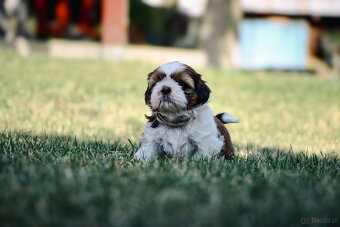 Shih tzu - 5