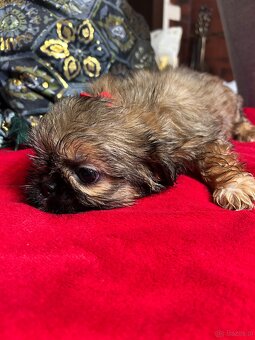 Szczeniaczki Shih Tzu - 5