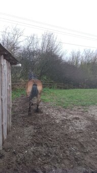 Sprzedam klacz zimnokwista 3 letnia zrebna - 5