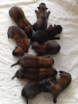 Owczarek belgijski z rodowodem FCI - 5