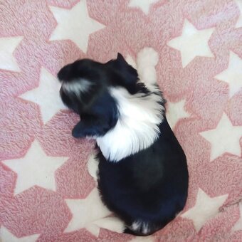 Yorkshire Terrier Biewer - 5