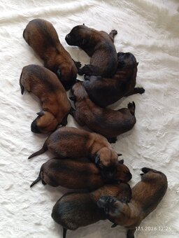 Owczarek belgijski z rodowodem - 5