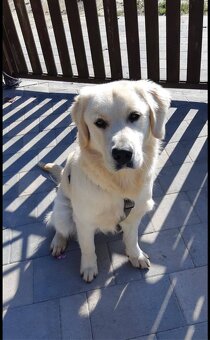 Golden retriever 3 lata - 5
