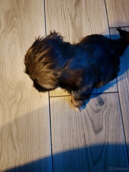 Kochane szczeniaczki w typie shih tzu - 5