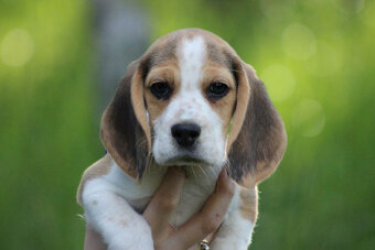 Beagle szczeniaczki po Championie Polski ZKwP (FCI) - 5