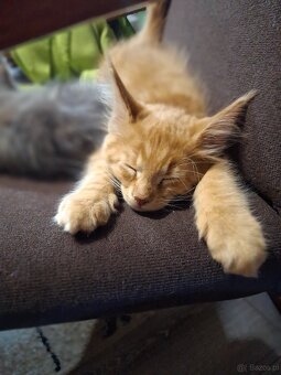 Maine Coon - 5