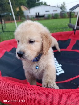 Golden retriever - 5