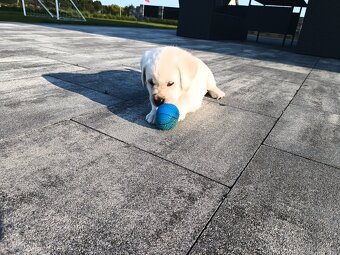 Szczeniaczki Labrador retriever - 5