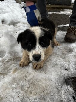 Owczarek środkowoazjatycki - 5