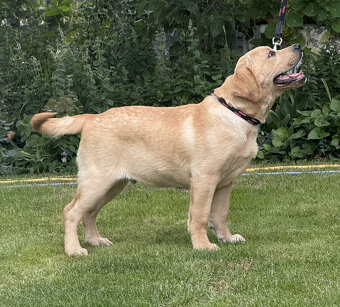 Labrador biszkoptowe szczenięta-psy FCI - 5