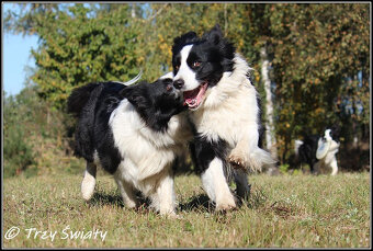psy szczeniaki Border Collie ZKwP FCI - 5