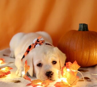 Szczenięta Labrador retriever - 5